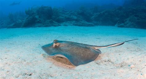 what is a skate fish|Skate Fish Facts .